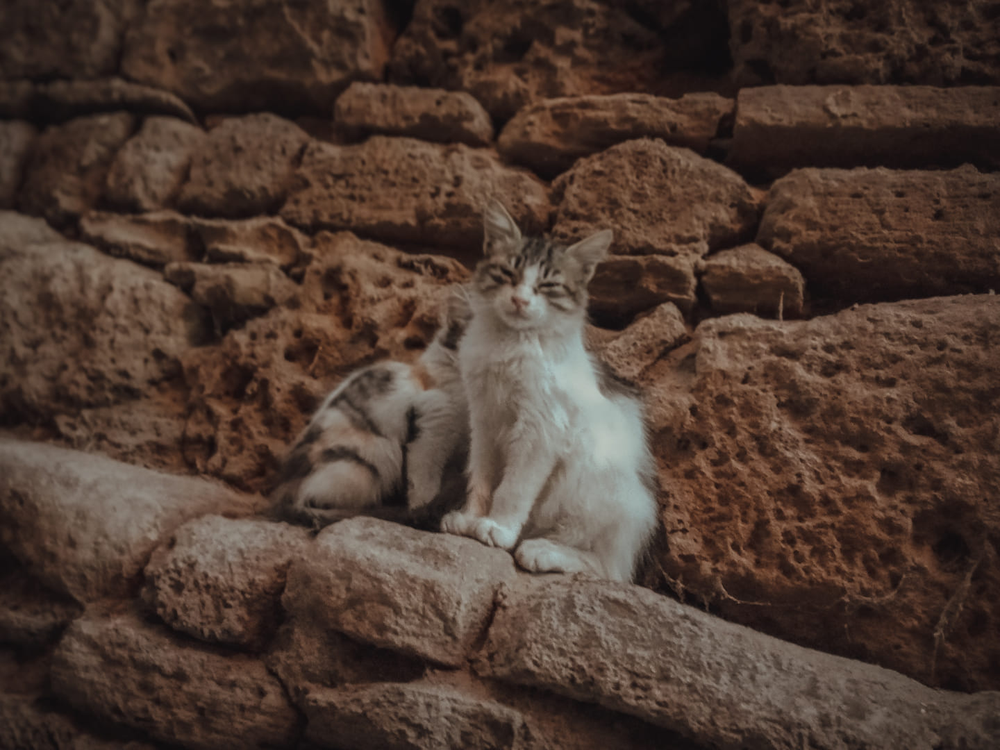 Cat Pic 2